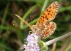 Boloria selene